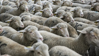 Τι σκότωσε 2.400 πρόβατα εν πλω προς τη Μέση Ανατολή: Έρευνα από τις αρχές της Αυστραλίας