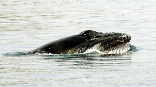 Σαντορίνη: Νεκρή φάλαινα ξεβράστηκε στην περιοχή του Ακρωτηρίου