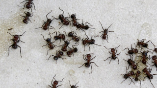 Μυρμήγκια… καμικάζι: Ανατινάζονται μόλις νιώσουν απειλή