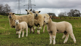 Μεγαλύτερος ο κίνδυνος για σκλήρυνση κατά πλάκας σε όσους βρίσκονται κοντά σε πρόβατα