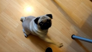 YouTuber καταδικάστηκε για βίντεο με σκύλο που... χαιρετάει ναζιστικά