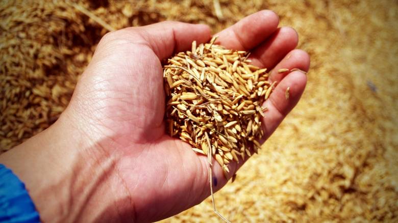 Κίνα: Ανακάλυψαν νανοϋλικό που βελτιώνει την ποιότητα του ρυζιού