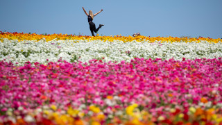 Ένας παράδεισος λουλουδιών στην Καλιφόρνια