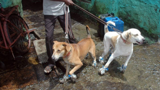 Ινδία: Χωρικοί σκότωσαν 13 σκυλιά για να εκδικηθούν για τους θανάτους παιδιών
