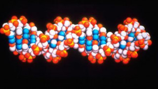 DNA: «Μόδα» τα γενεαλογικά δέντρα