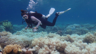 Αγώνας δρόμου για την προστασία του Μεγάλου Κοραλλιογενούς Υφάλου
