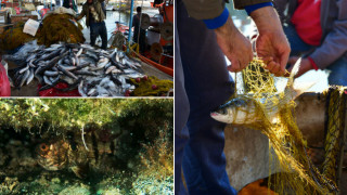 Εισβολή ξένων ειδών στα ελληνικά θαλάσσια νερά - Πόσο επικίνδυνο είναι το φαινόμενο;