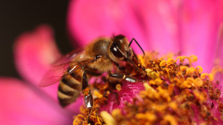 Παγκόσμια Ημέρα Μελισσών: Μικρές αλλά θαυματουργές οι ακούραστες εργάτριες