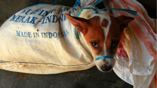 Αποτρόπαιο & επικίνδυνο: το Χόλιγουντ αντεπιτίθεται στο εμπόριο κρέατος σκύλου