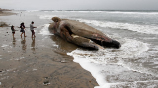 Ταϊλάνδη: Φάλαινα πέθανε καθώς κατάπιε 80 πλαστικές σακούλες