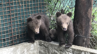 Τρία ορφανά αρκουδάκια στο καταφύγιο του Αρκτούρου