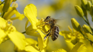 Οι μέλισσες είναι πιο έξυπνες απ' όσο θεωρούσαμε!