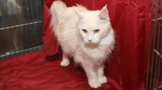 Αχιλλέας: Ο μάντης γάτος του Μουντιάλ