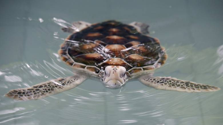 Ταϊλάνδη: Θύμα των πλαστικών μια χελώνα που ανήκει σε προστατευόμενο είδος