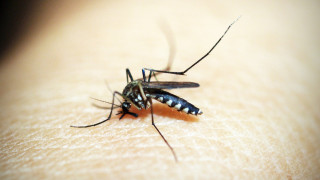 Διαβούλευση σχετικά με τις ασθένειες που μεταδίδονται μέσω κουνουπιών από Ευρωπαίους επιστήμονες