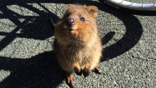 Κουόκα: Το πιο χαρούμενο ζώο στον κόσμο πληθαίνει θεαματικά στην Αυστραλία