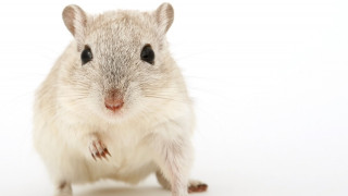 Επιστήμονες μετέτρεψαν αρσενικά ποντίκια σε θηλυκά «πειράζοντας» το DNA τους