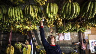 Η μπανάνα απειλείται ξανά: Πώς μια γενετικά τροποποιημένη ποικιλία θα σώσει το είδος