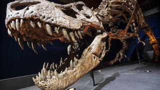 Ο τρομερός Τυραννόσαυρος δεν μπορούσε να… βγάλει γλώσσα