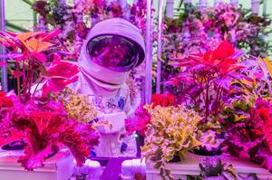 Ίσως αυτό είναι το μέλλον του φαγητού για τον πλανήτη.  Υδροπονικά φυτά καλλιεργούνται για χρήση στο Διάστημα στο RHS Chelsea Flower Show. Ίσως είναι μια λύση για να καλυφθούν οι τροφικές ανάγκες του διαρκώς αυξανόμενου πληθυσμού της Γης.