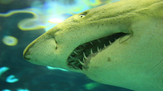 Λευκός καρχαρίας 5 μέτρων στις Βαλεαρίδες Νήσους