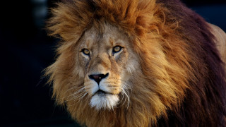 Νότια Αφρική: Λιοντάρια κατασπάραξαν λαθροθήρες σε καταφύγιο άγριων ζώων