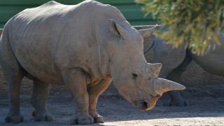 Κένυα: Πέθαναν οκτώ σπάνιοι ρινόκεροι κατά την μεταφορά τους σε πάρκο άγριας ζωής
