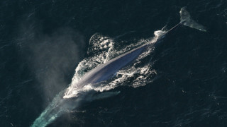 Ο πλουσιότερος Ισλανδός φέρεται να σκότωσε μία μπλε φάλαινα: Σάλος στη χώρα