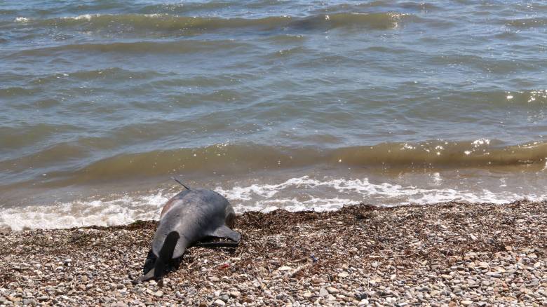 Νεκρό δελφίνι ξεβράστηκε σε παραλία της Νάξου