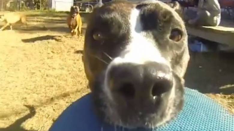 Σκύλος κλέβει κάμερα και καταγράφει το πιο... επικό κυνηγητό όλων των εποχών