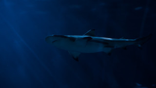 Νεκρός τουρίστας από επίθεση καρχαρία στην Ερυθρά Θάλασσα