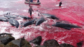 Η θάλασσα βάφτηκε κόκκινη: Σκληρές εικόνες από τη μαζική σφαγή δεκάδων φαλαινών στα νησιά Φερόε