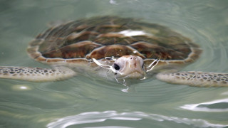 Μεξικό: 122 θαλάσσιες χελώνες εντοπίστηκαν νεκρές