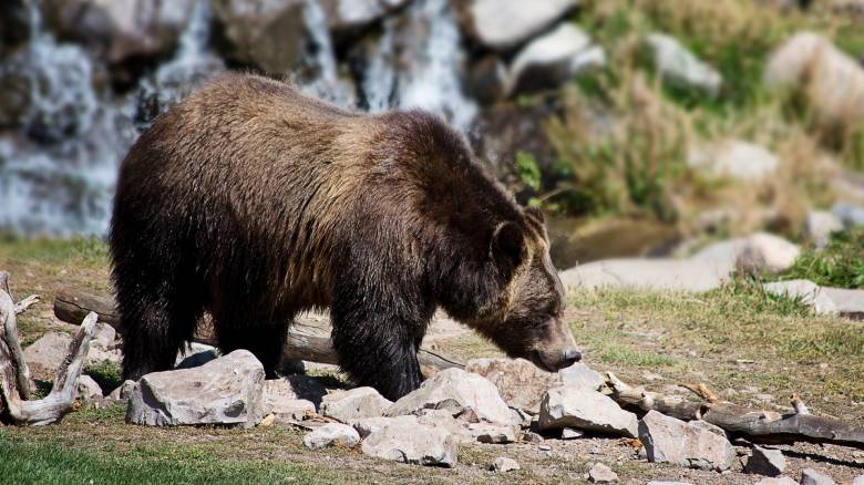 ΗΠΑ: Σπρέι πιπεριού έσωσε 10χρονο από επίθεση αρκούδας