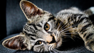 Νέα Ζηλανδία: Περιφερειακό συμβούλιο εισηγήθηκε την απαγόρευση των... γατών