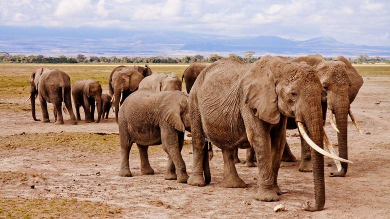 Νεκροί σχεδόν 90 ελέφαντες από λαθροκυνηγούς στην Μποτσουάνα