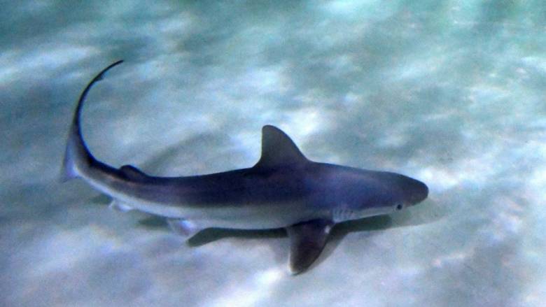 ΗΠΑ: Καρχαρίας σκότωσε άνδρα την ώρα που έκανε σερφ
