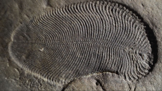 Ανακαλύφθηκαν ίχνη λίπους από το αρχαιότερο γνωστό ζώο που έζησε πριν από 558 εκατ. χρόνια