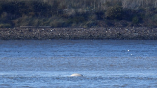 Μία φάλαινα μπελούγκα στα νερά του Τάμεση