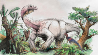 Νότια Αφρική: Εντοπίστηκε απολίθωμα ενός νέου είδους γιγαντιαίου δεινοσαύρου