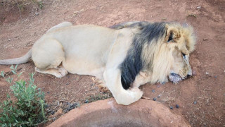 Σάλος στη Νότια Αφρική: Άγνωστοι δηλητηρίασαν και ακρωτηρίασαν λιοντάρια