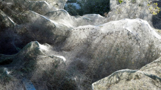 Απίστευτες εικόνες στη Βιστωνίδα: «Πέπλο» από ιστούς αράχνης «κατάπιε» 1.000 μέτρα βλάστησης