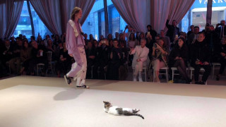 Γάτα «έκλεψε» την παράσταση σε επίδειξη μόδας