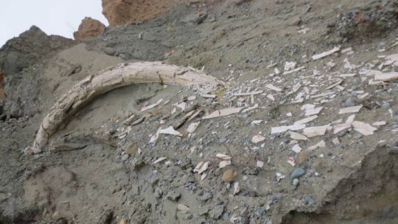 Βρέθηκε προϊστορικός χαυλιόδοντας στο ορυχείο Αμυνταίου της ΔΕΗ