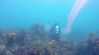 Θαλάσσιο «σκουλήκι»: Μυστηριώδες πλάσμα ανακάλυψαν δύτες στη Νέα Ζηλανδία