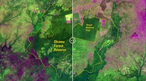 Η ανθρώπινη δραστηριότητα απειλεί τον δάσος Οκόμου στη Νιγηρία (11 Δεκεμβρίου 1984 και 4 Ιανουαρίου 2017)