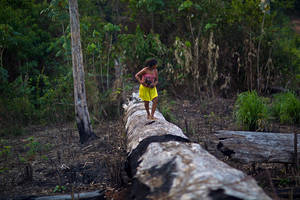 Καμμένο δέντρο στην περιοχή Πάρα. Κοριτσάκι μαζεύει καρπούς