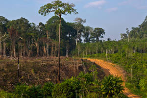 Πάρα, κοντά στο Αναπού, δάσος της βροχής. Διακρίνεται χωματόδρομος για εργασίες και μεταφορά στο δάσος