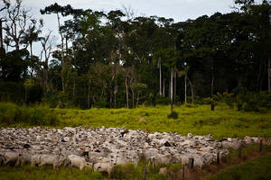 Παράνομη καταπάτηση γης στη Βραζιλία. Η κτηνοτροφία χρησιμοποιείται για να εκχερσωθούν χιλιάδες στρέμματα