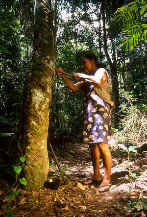 Γυναίκα συλλέγει από δέντρο καουτσούκ στην περιοχή Ροτόντα